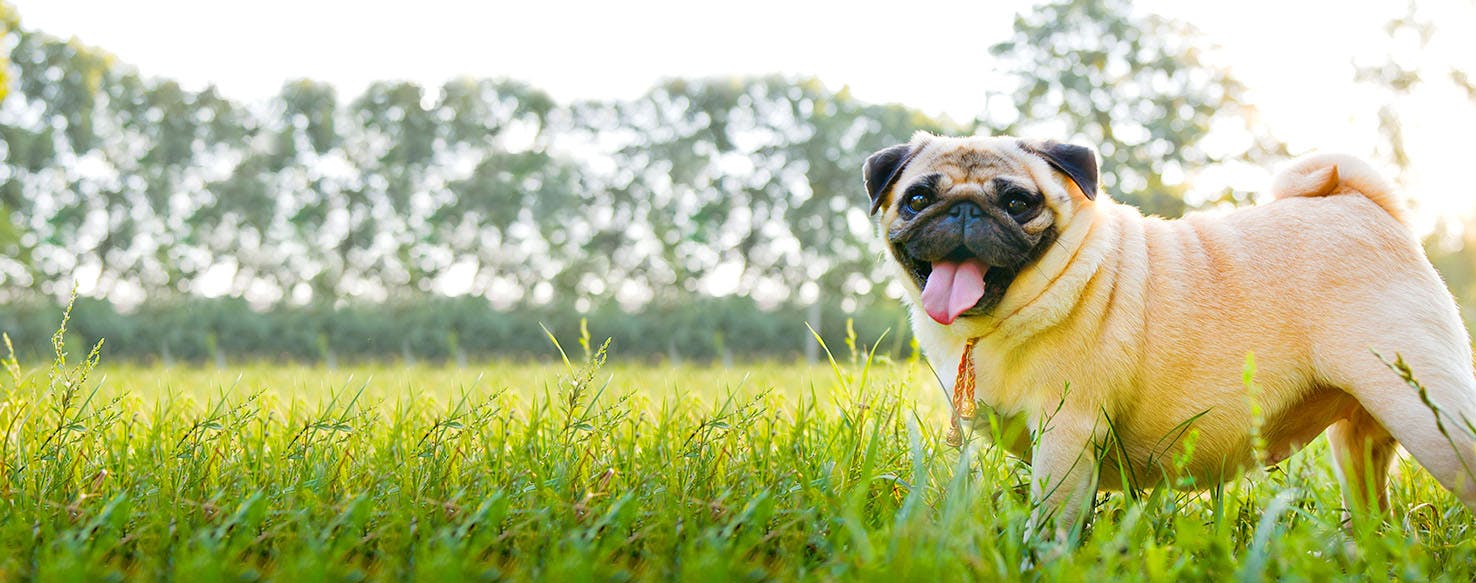 Iowa Dog Names Popular Male and Female Names Wag!